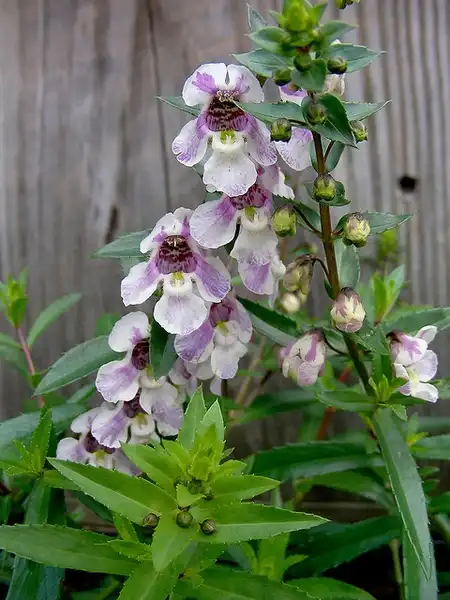 Photo of Angelonia angustifolia - :Carl Lewis