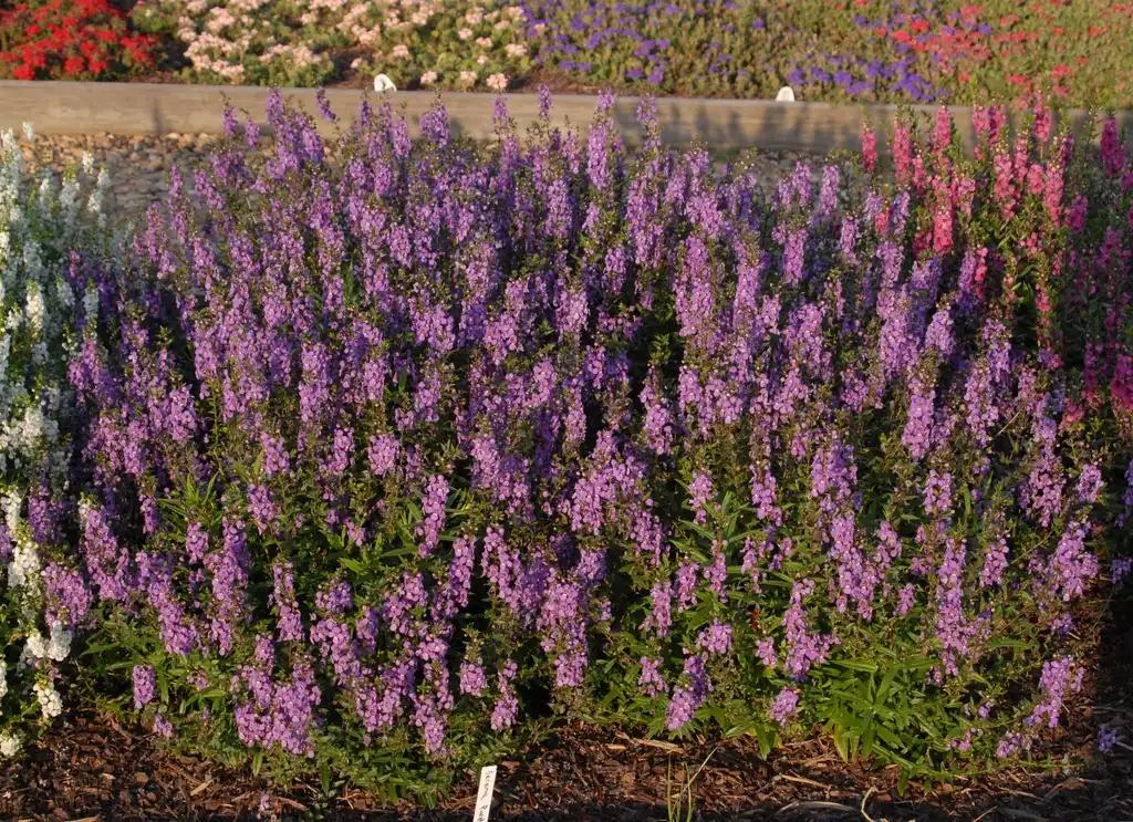 Photo of Angelonia angustifolia - 'Serena Purple' Flower Form:Jim Robbins