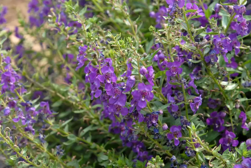 Photo of Angelonia angustifolia - 'Angel Mist Spreading Dark Purple' Flower and Leaves:Jim Robbins