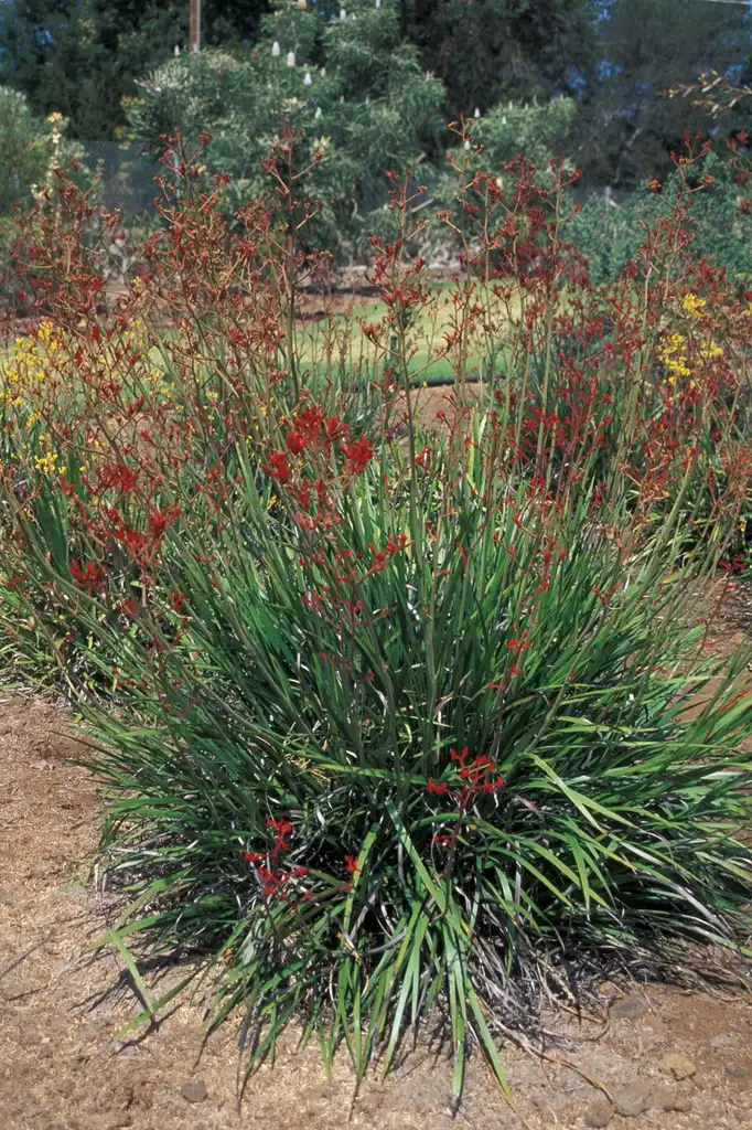 Фото Anigozanthos flavidus (Anigozanthos flaviduss)
