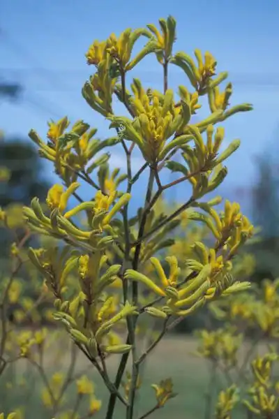 Фото Anigozanthos flavidus (Anigozanthos flaviduss)