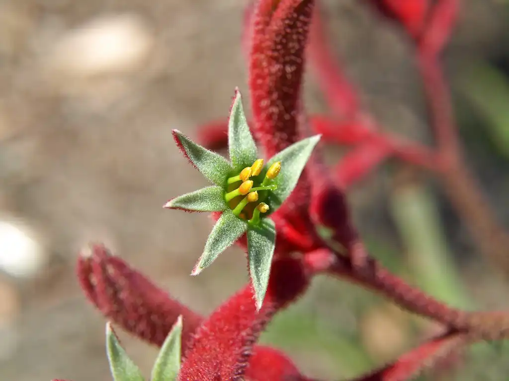 Фото Anigozanthos flavidus - Flower:Bisbane City Council