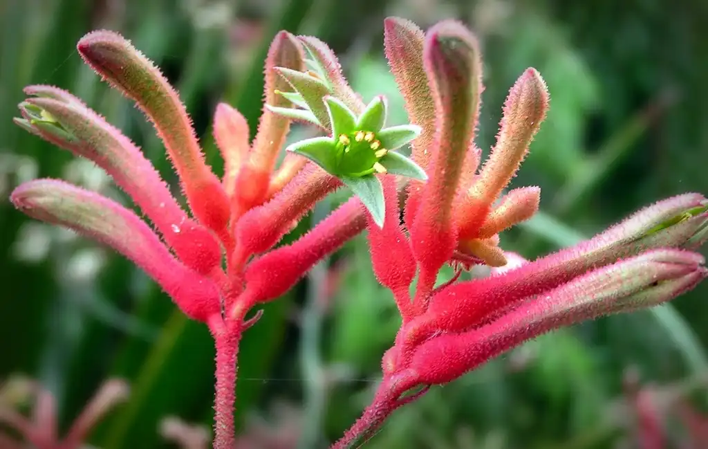 Фото Anigozanthos flavidus - Close up of flower:Linda De Volder