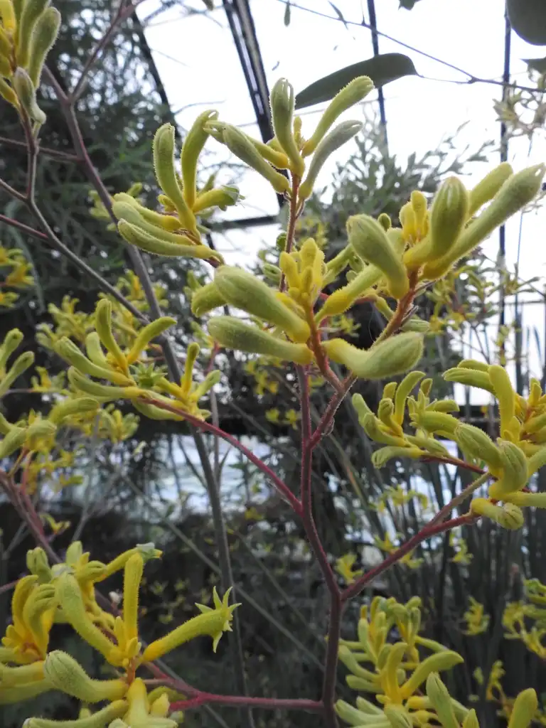 Фото Anigozanthos flavidus - Anigozanthos flavidus 'Big Roo Yellow':Kathleen Moore