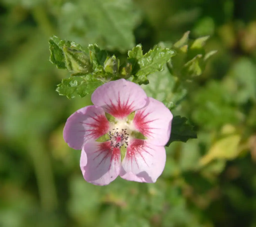 Photo of Anisodontea capensis 'Slightly Strawberry' (Anisodontea capensis 'Slightly Strawberry's)