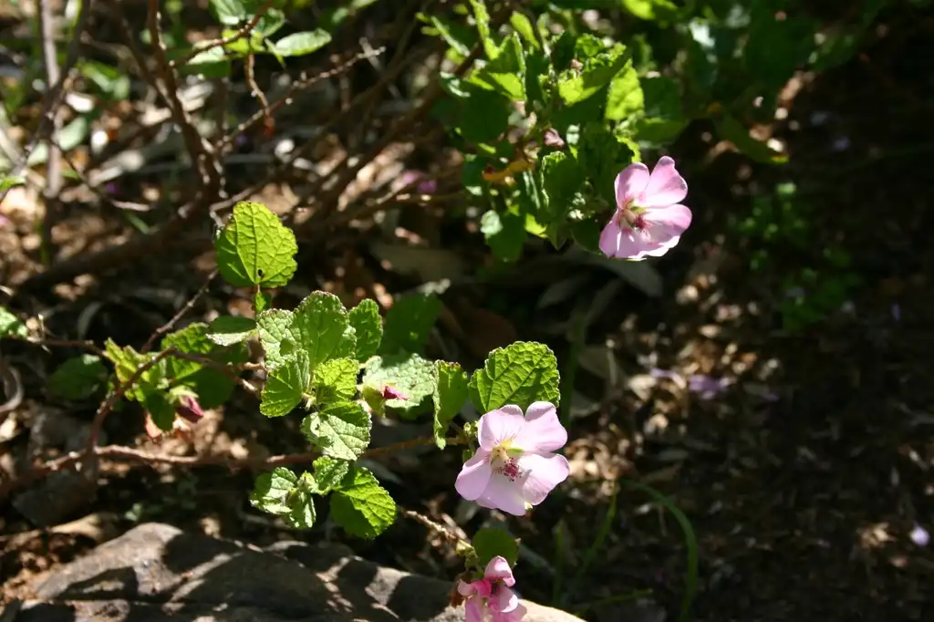 Photo of Anisodontea scabrosa (Anisodontea scabrosas)