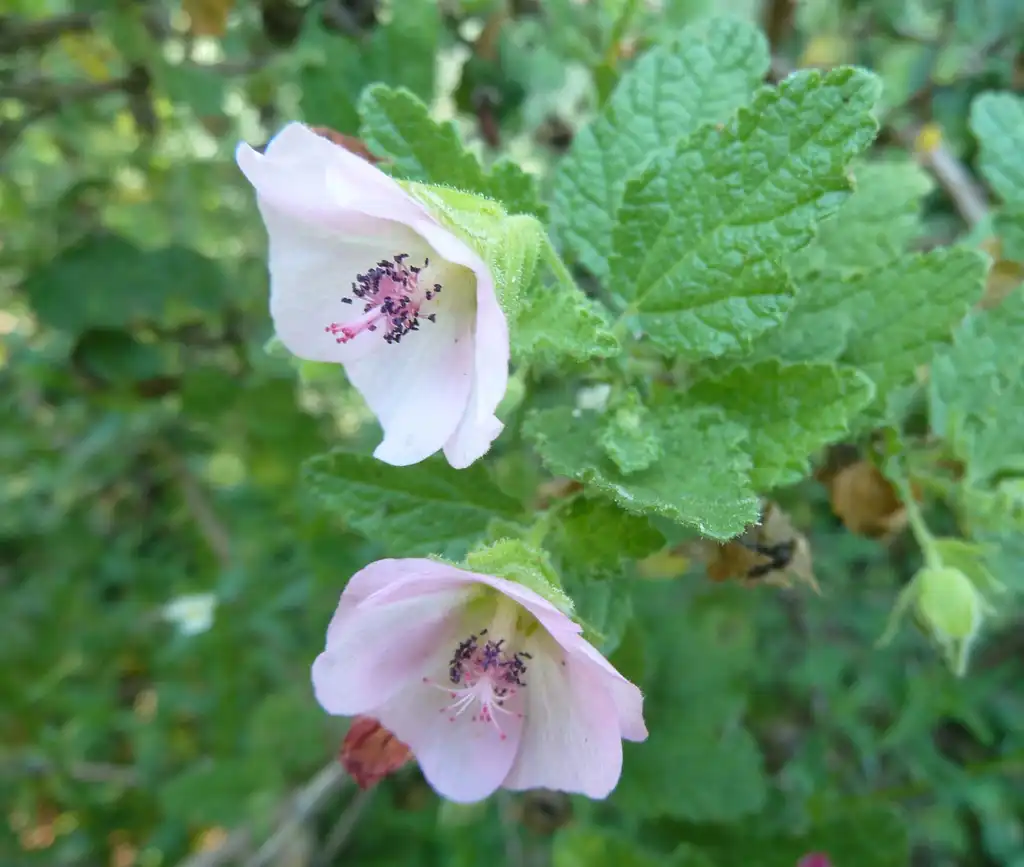 Photo of Anisodontea scabrosa - Flower close-up:JMK
