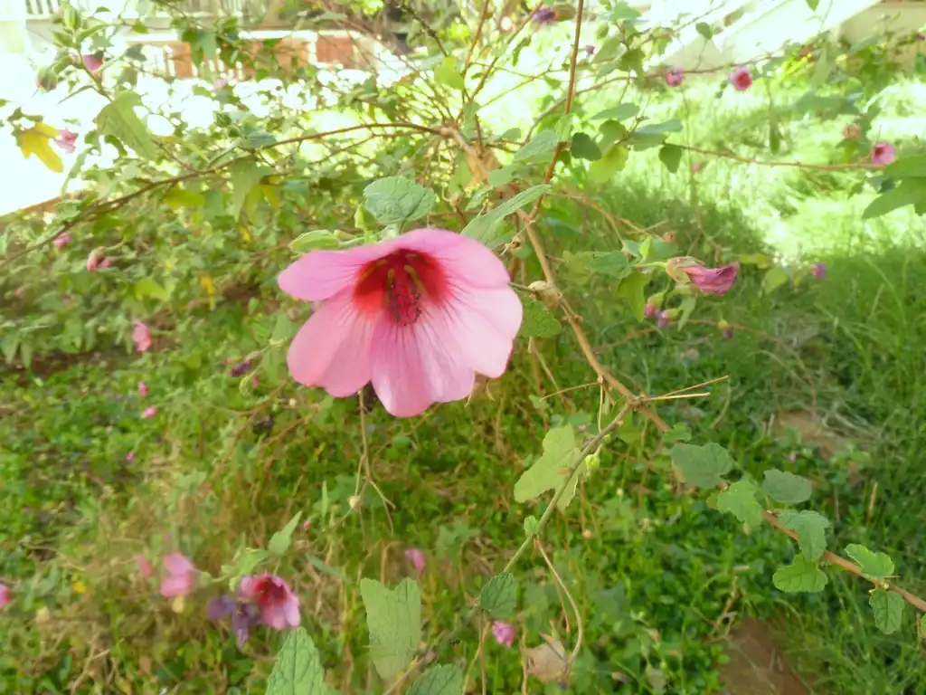 Foto de Anisodontea (Anisodonteas)