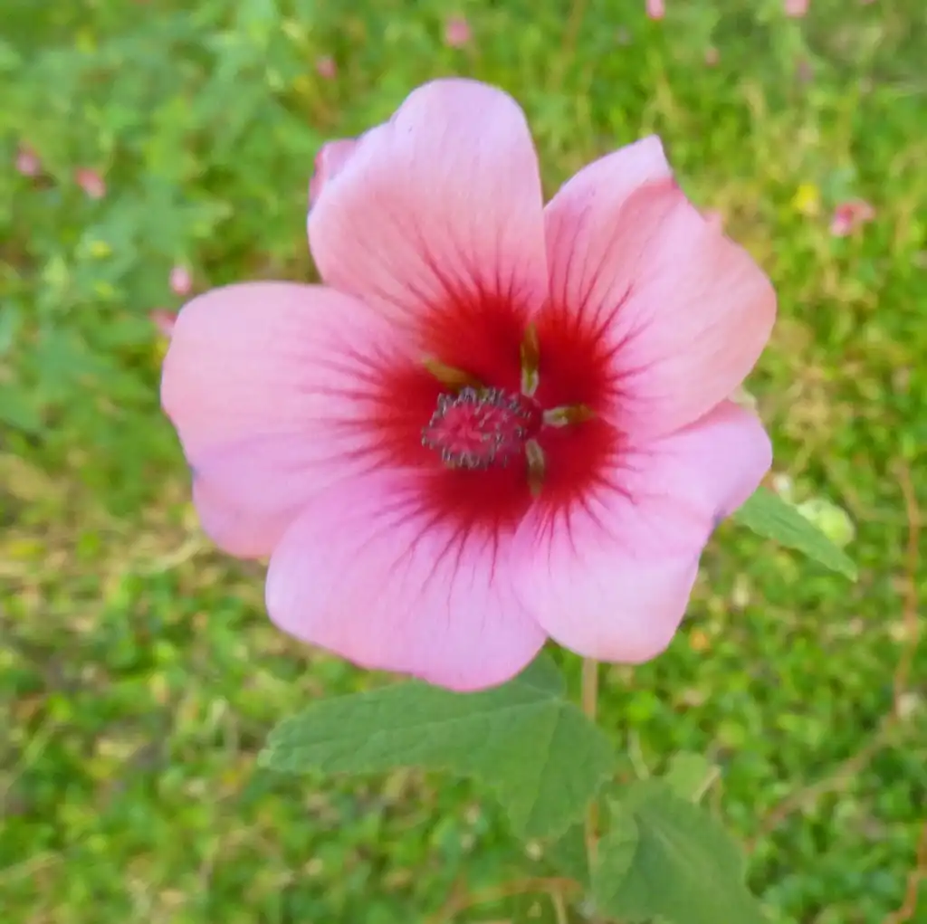 Foto de Anisodontea - 'Classic Cerise':JMK