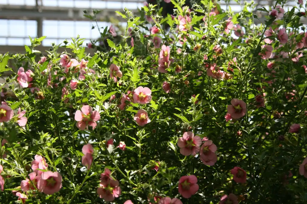 Foto de Anisodontea - Flower form:David J. Stang