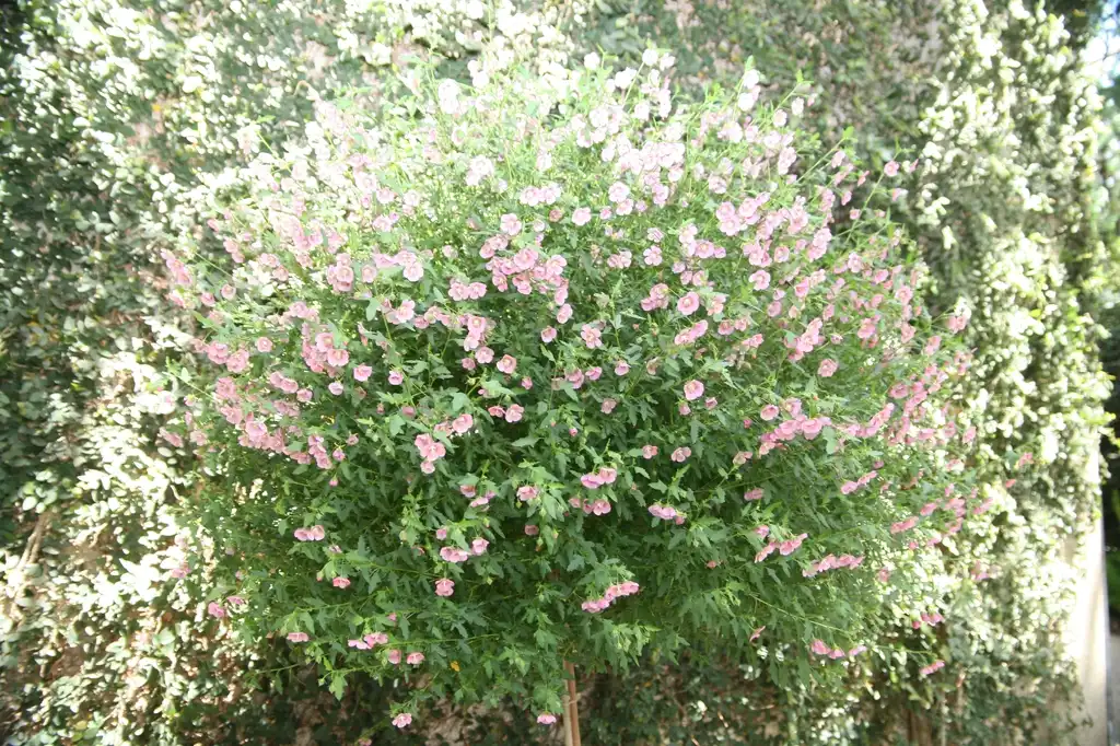 Foto de Anisodontea - Full form:David J. Stang
