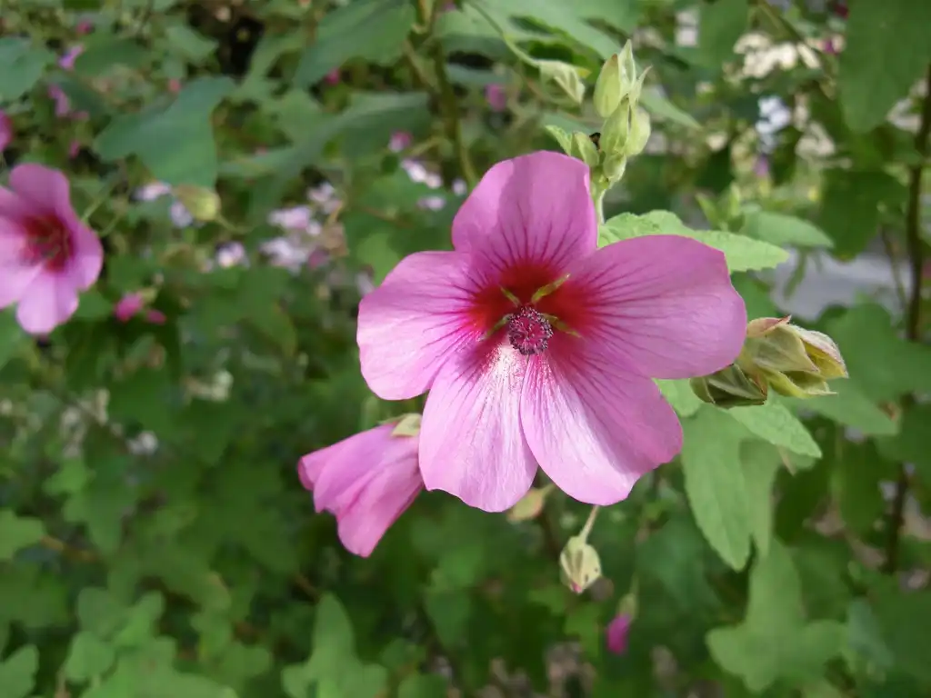 Foto de Anisodontea - Flower petals:chisloup