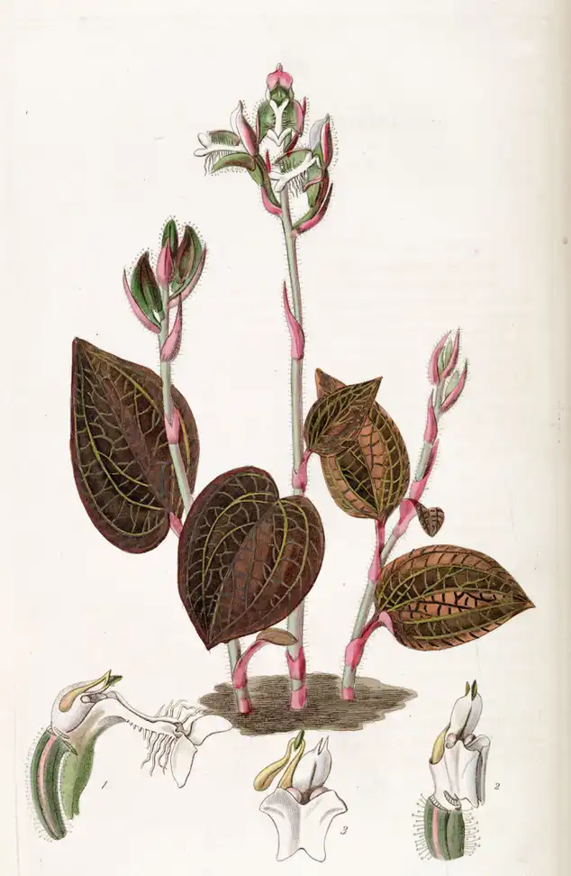 Photo of Anoectochilus setaceus (Anoectochilus setaceuss)