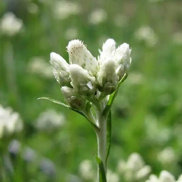 Foto de Antennaria dioica (Antennaria dioicas)