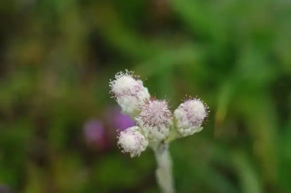 Foto de Antennaria dioica (Antennaria dioicas)