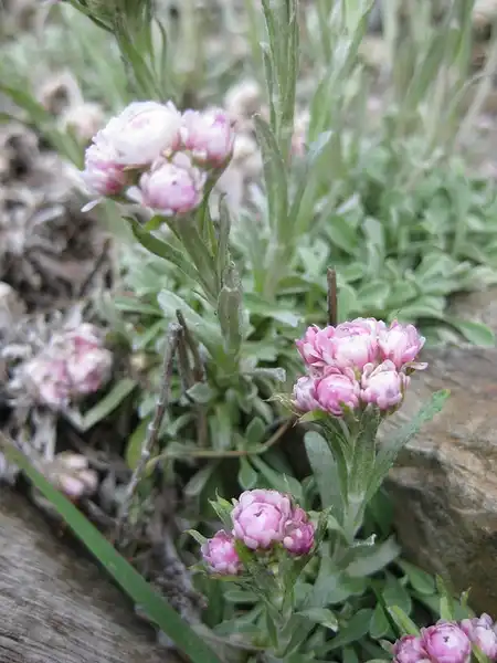 Foto de Antennaria dioica - Antennaria dioica:Carmona Rrodriguez-cc