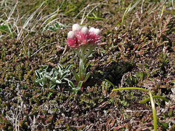 Foto de Antennaria dioica - Antennaria dioica:nz willowherb
