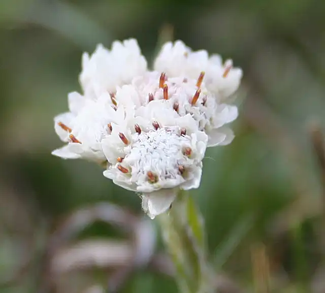 Foto de Antennaria dioica - Flower close-up:Anne Burgess