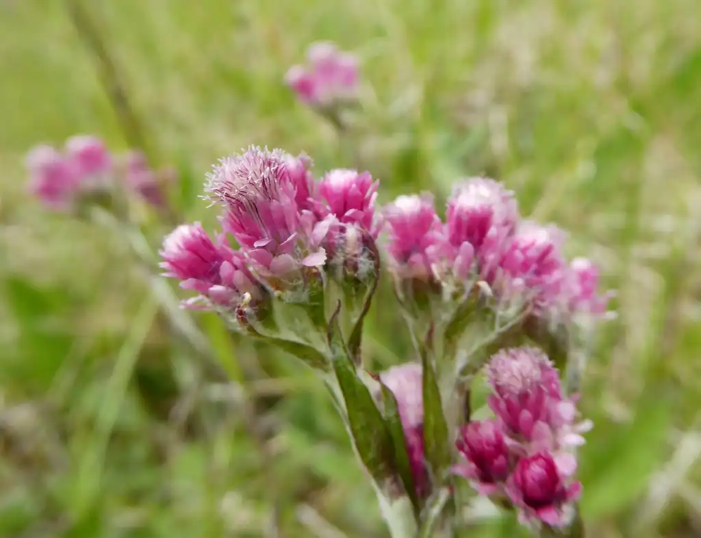 Foto de Antennaria dioica - Pink flower:Biodehio