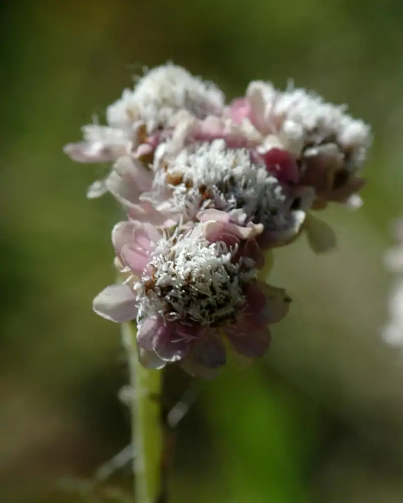 Foto de Antennaria dioica - Bloom close-up:Bas Kers