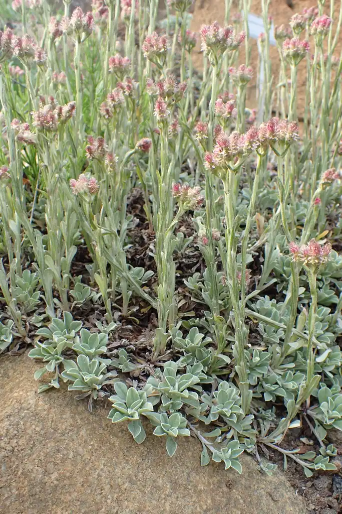 Foto de Antennaria dioica - Growth habit:Krzysztof Ziarnek, Kenraiz