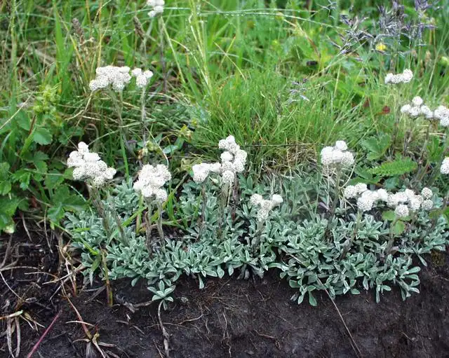 Foto de Antennaria dioica - Form:H. Brisse