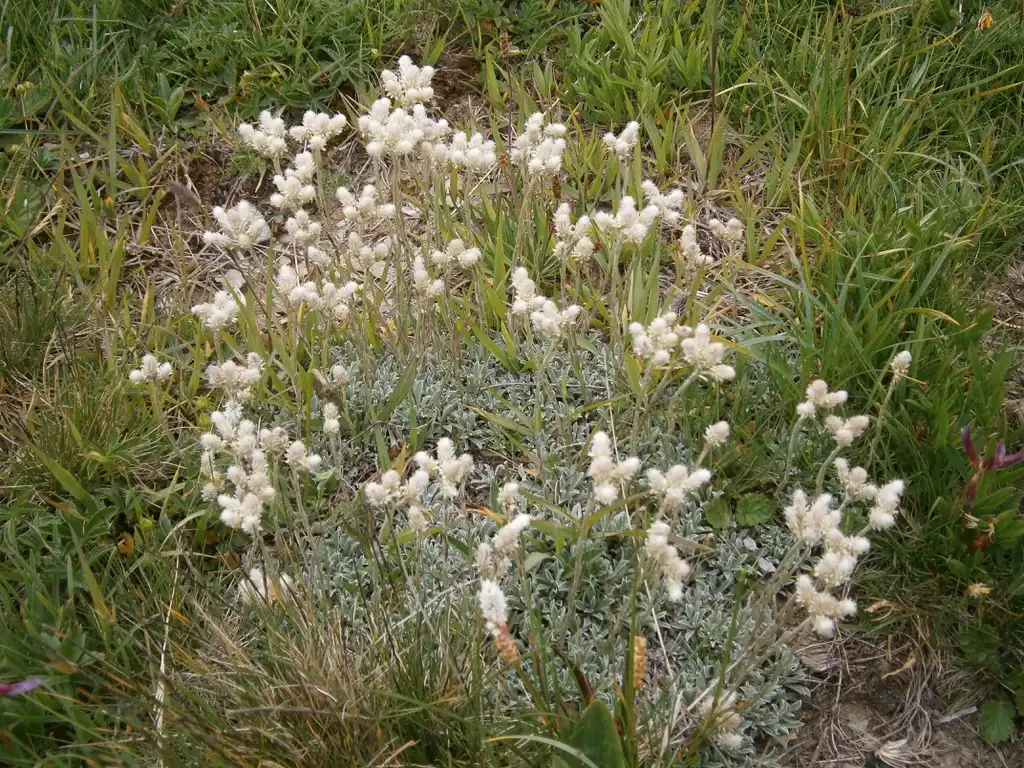 Foto de Antennaria dioica - Full form:Meneerke bloem