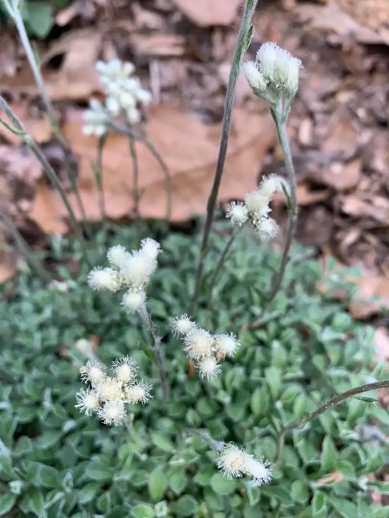 Photo of Antennaria neglecta (Antennaria neglectas)