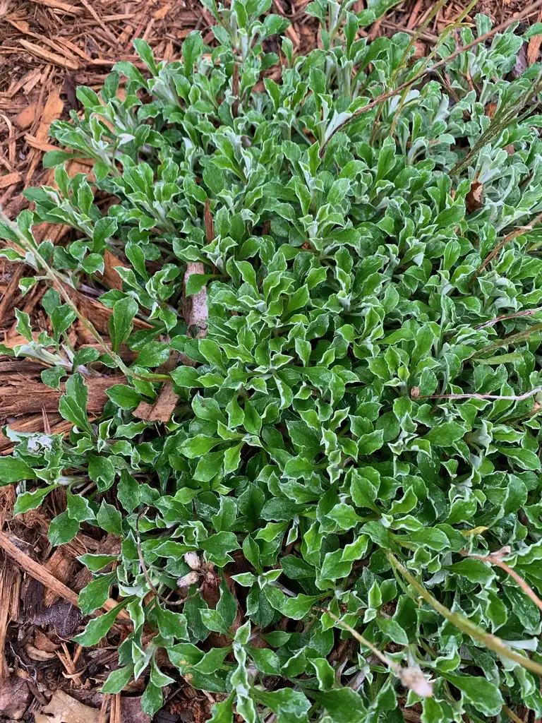 Photo of Antennaria neglecta (Antennaria neglectas)