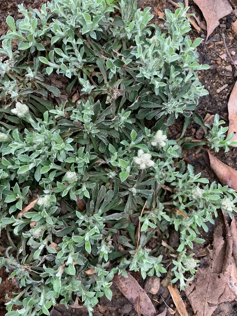 Photo of Antennaria neglecta - form, spring, Union County, NC:Kristyna Culp