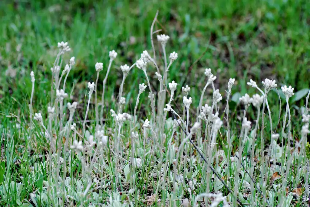 Photo of Antennaria neglecta - Full form:Joshua Mayer