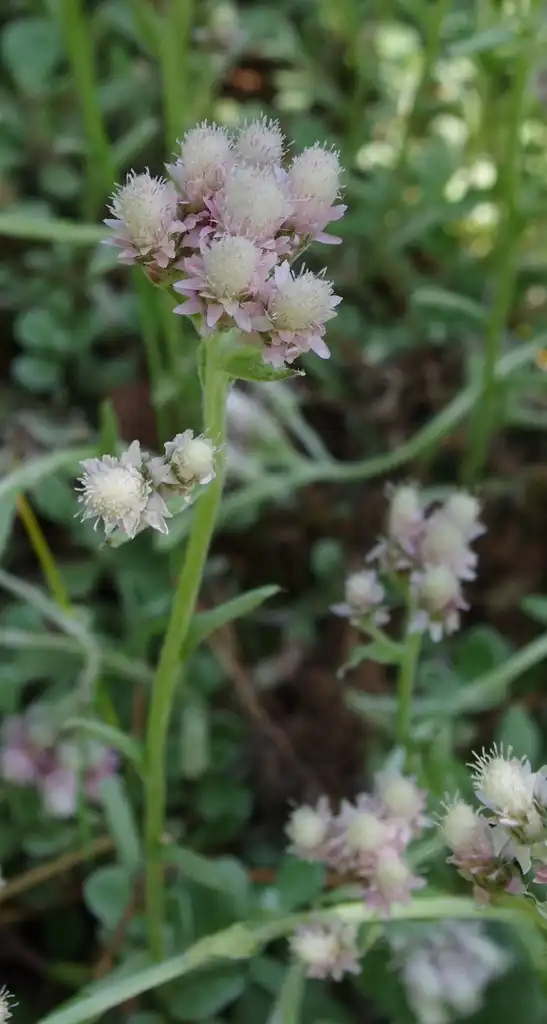 Photo of Antennaria neglecta - Flowers and stem close-up:El Grafo