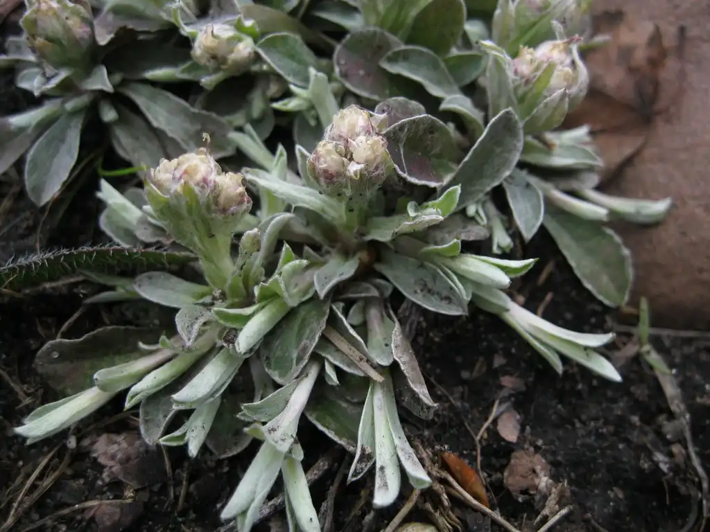 Photo of Antennaria neglecta - Leaves and flower:Erutuon