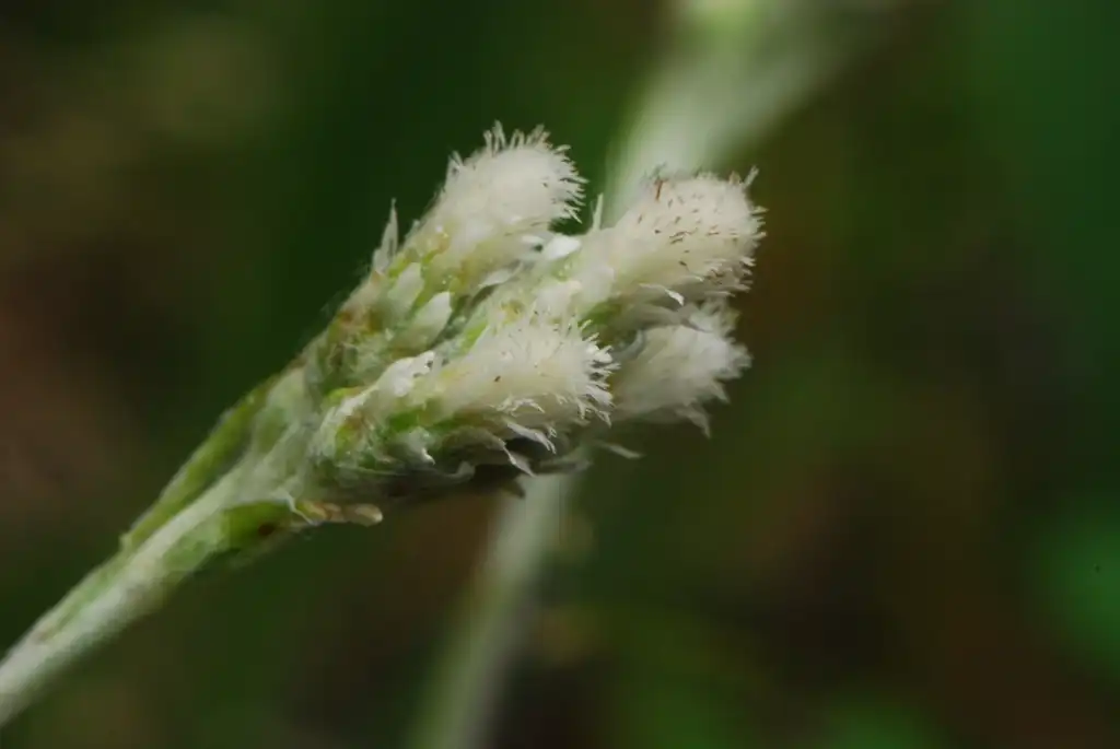 Photo of Antennaria neglecta - Filaments:Joshua Mayer
