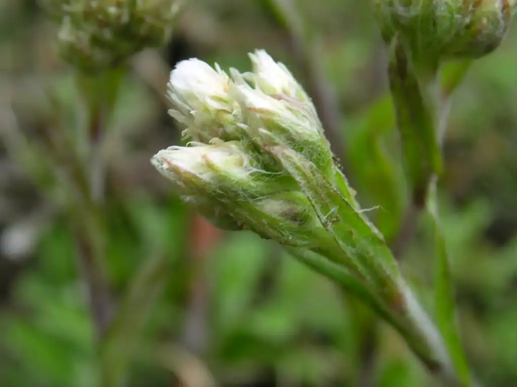 Photo of Antennaria neglecta - Flower buds:Superior National Forest