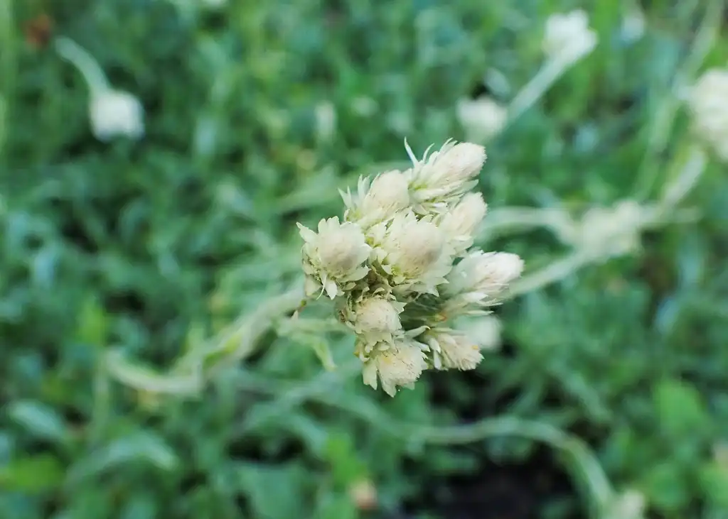 Photo of Antennaria neglecta - Flower bud:Krzysztof Ziarnek, Kenraiz
