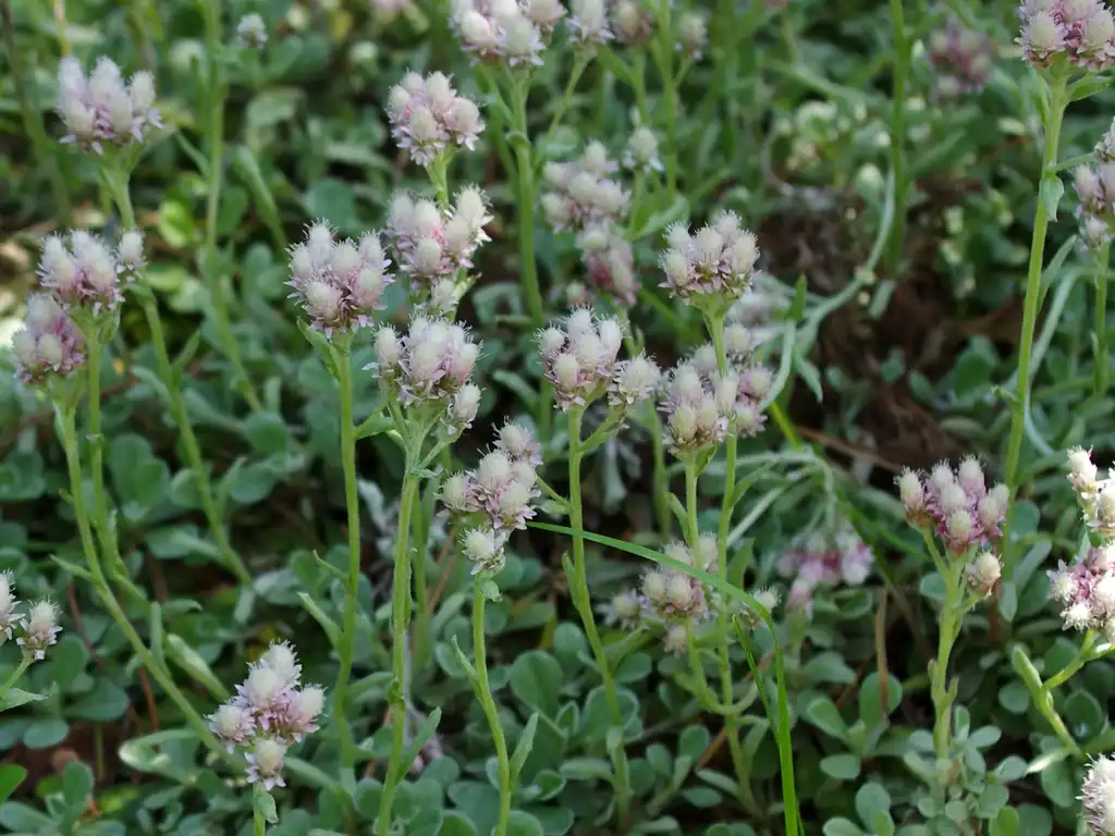 Photo of Antennaria neglecta - Growth habit:El Grafo