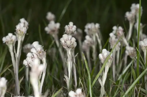 Фото Antennaria plantaginifolia (Antennaria plantaginifolias)