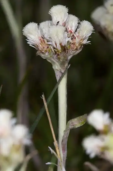 Фото Antennaria plantaginifolia (Antennaria plantaginifolias)