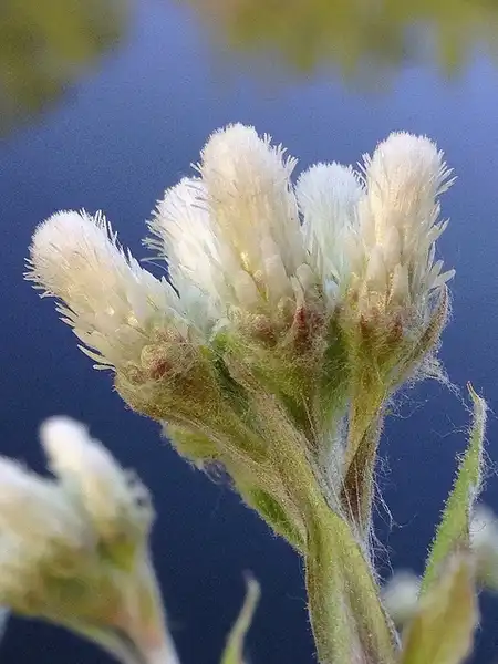 Фото Antennaria plantaginifolia - Antennaria plantaginifolia:Fritz Flohr Reynolds