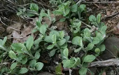 Фото Antennaria plantaginifolia - Antennaria plantaginifolia:Chris Evans, University of Illinois, Bugwood.org
