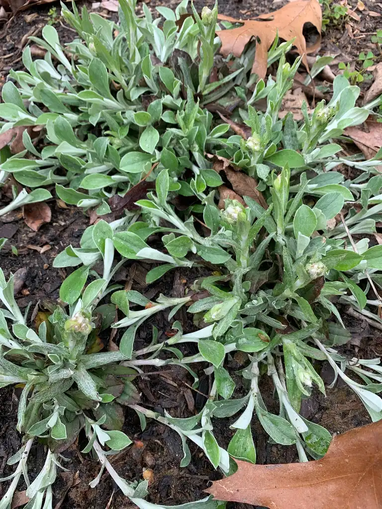 Фото Antennaria plantaginifolia - Form (Union County,NC)-Early Spring:Kristyna Culp