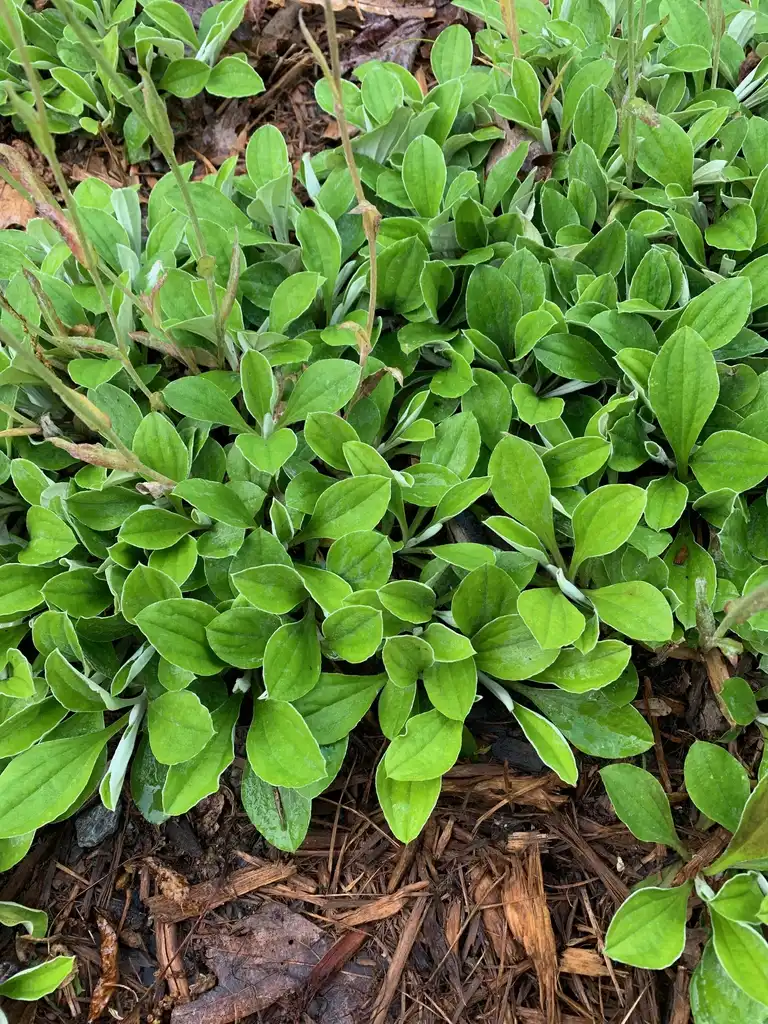 Фото Antennaria plantaginifolia - Leaves (Union County,NC)-Late Spring:Kristyna Culp