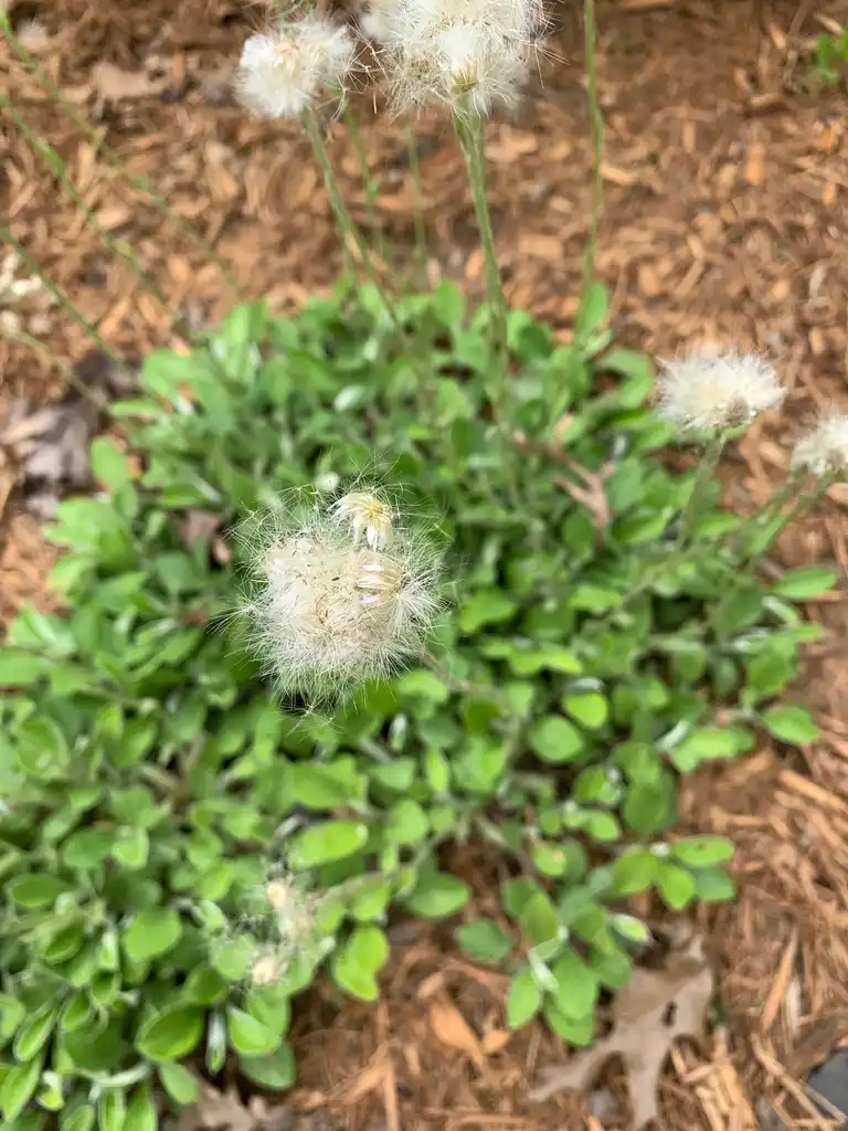 Фото Antennaria plantaginifolia - Blooms (Union County,NC):Kristyna Culp
