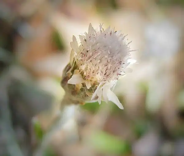 Photo of Antennaria solitaria (Antennaria solitarias)