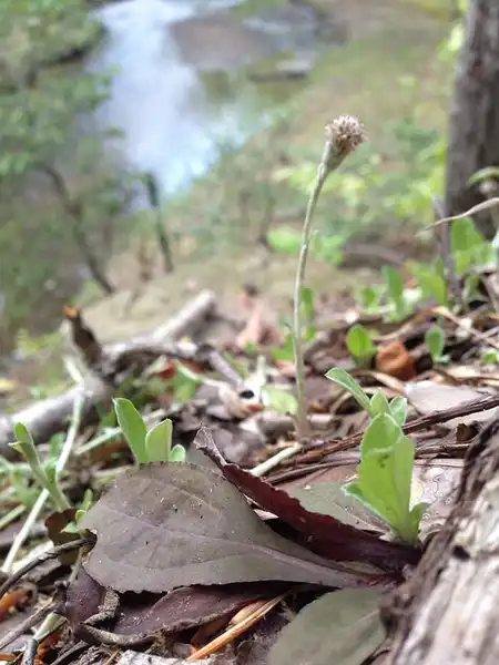 Photo of Antennaria solitaria (Antennaria solitarias)