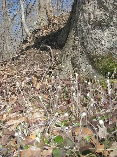 Photo of Antennaria solitaria - Antennaria solitaria:Kerry Wixted