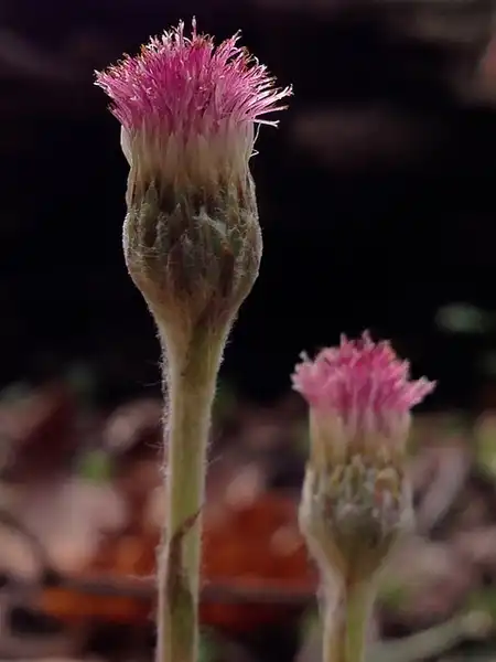 Photo of Antennaria solitaria - Antennaria solitaria:Fritz Flohr Reynolds