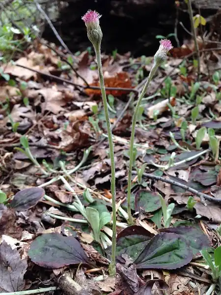 Photo of Antennaria solitaria - Antennaria solitaria:Fritz Flohr Reynolds