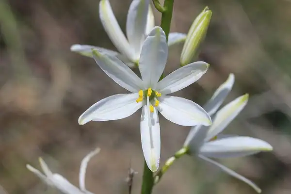 Фото Anthericum liliago (Anthericum liliagos)